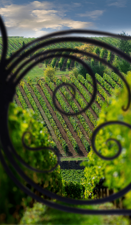 Propriété Château de vins de Bordeaux D.R. A de Luze