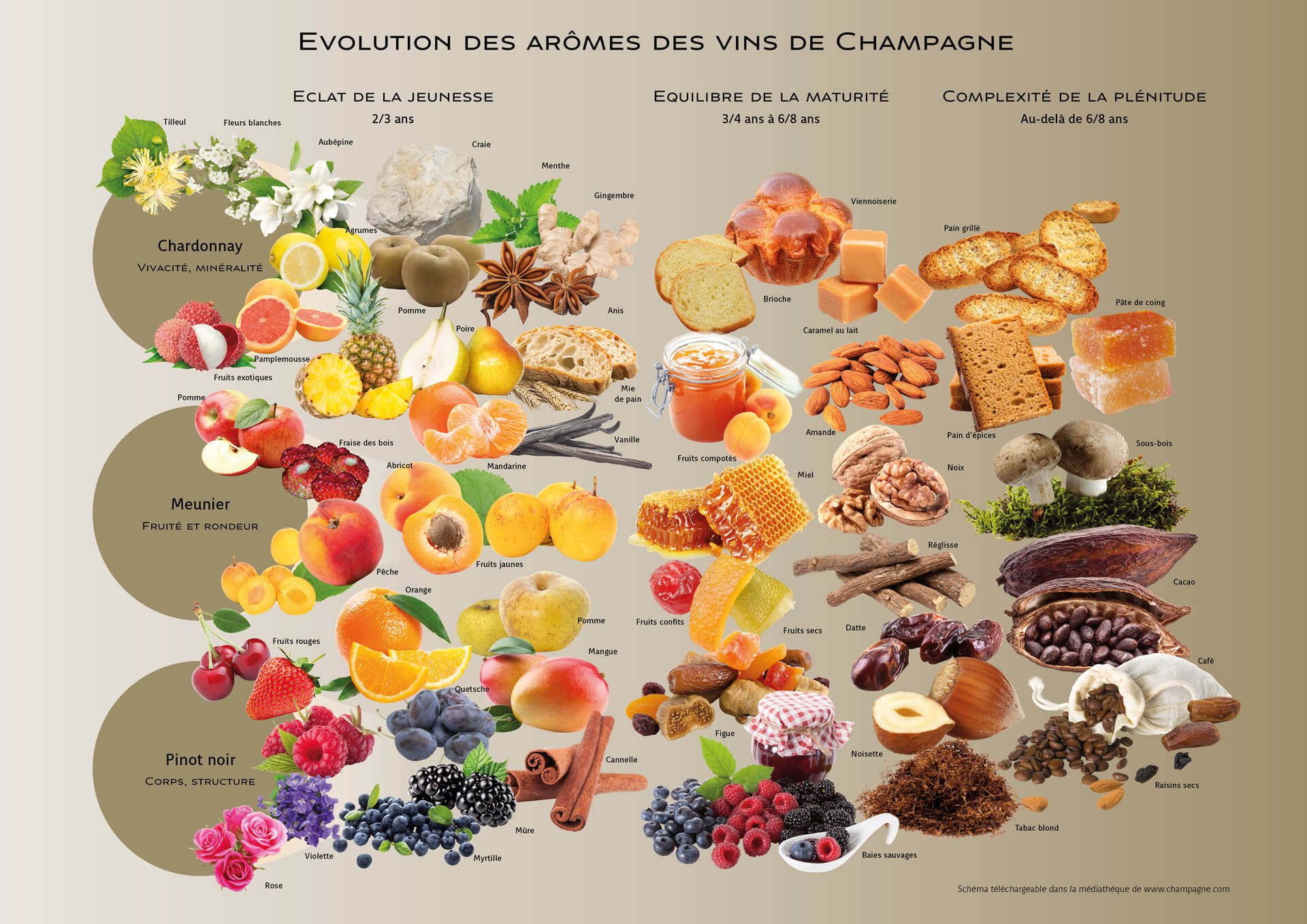 Carte des arômes de champagne CIVC